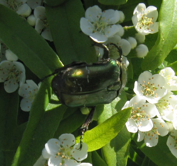 Cetonia aurata pisana